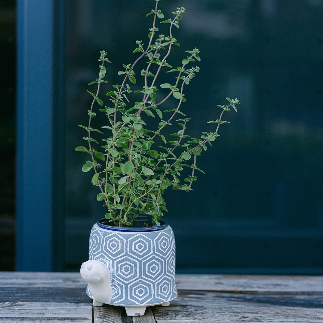 cement turtle flower pot