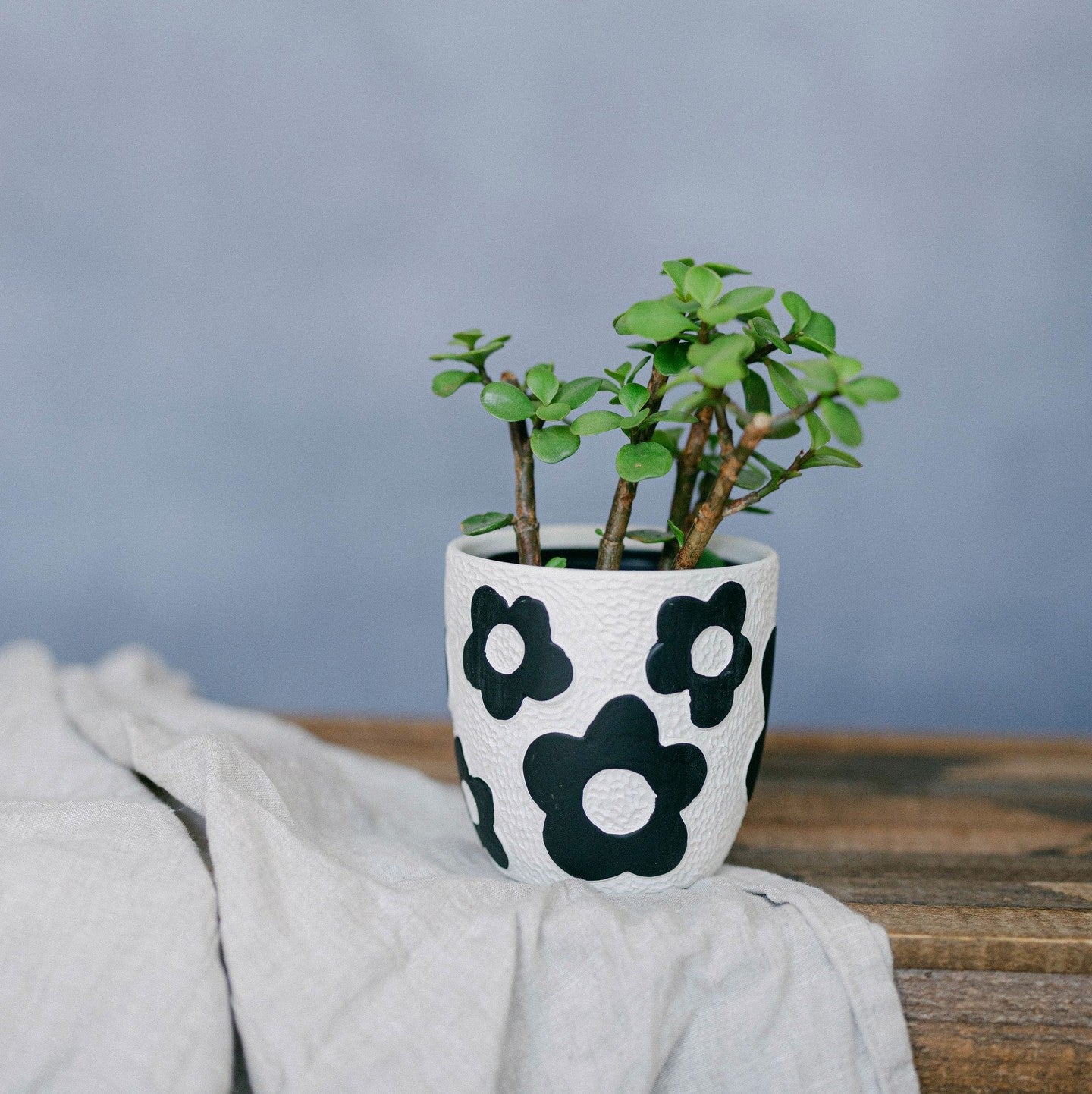Potted plant in a white pot with black floral patterns on a wooden surface.