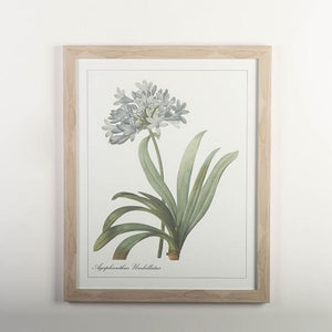 framed print with the blue wild indigo plant