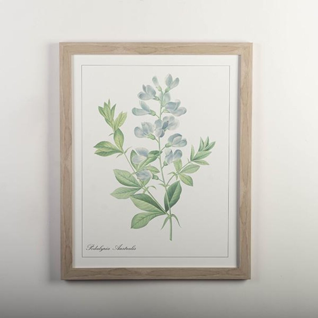 framed print with the blue wild indigo plant