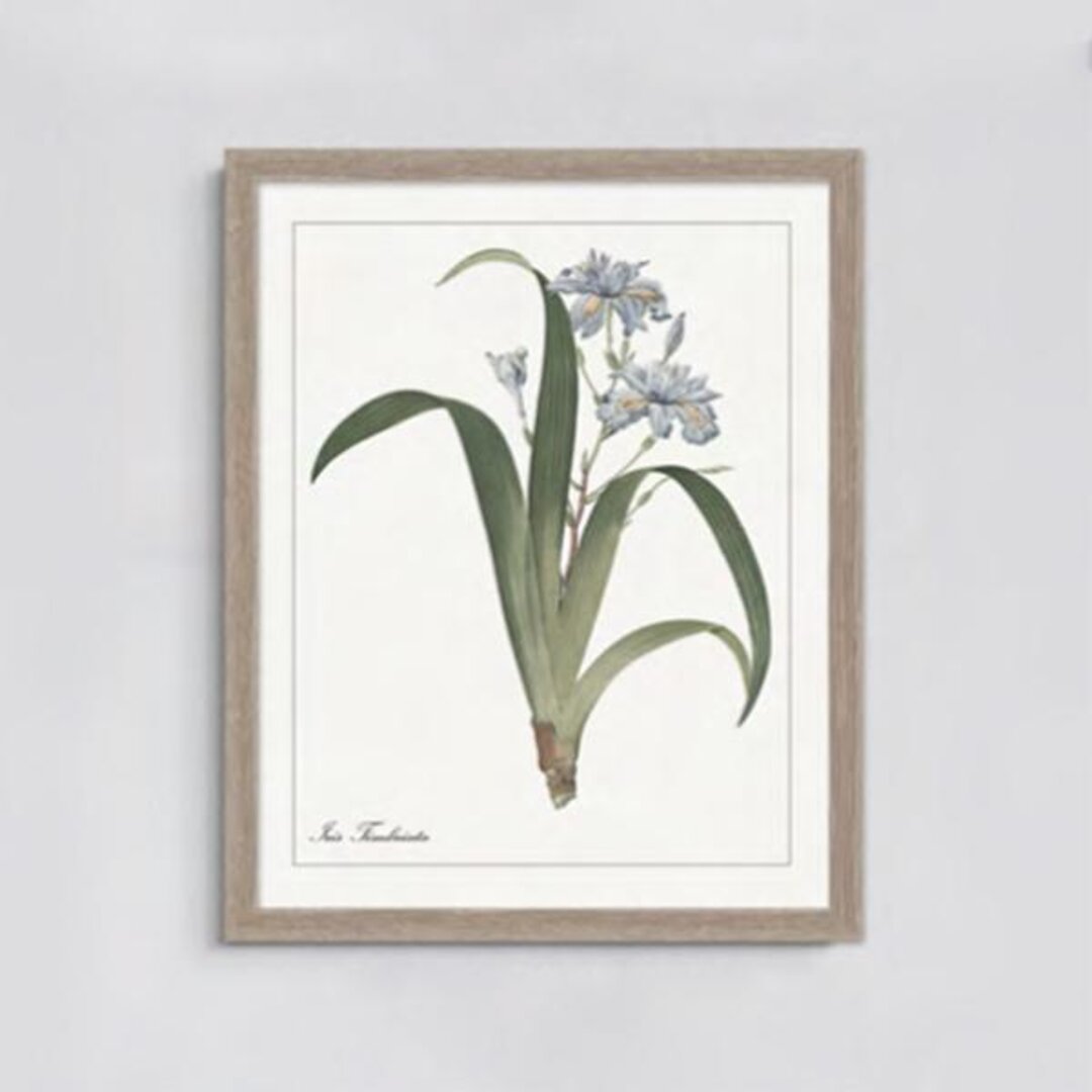 framed print with the blue wild indigo plant