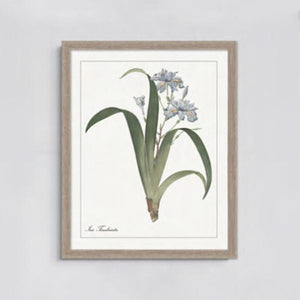 framed print with the blue wild indigo plant