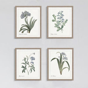 framed print with the blue wild indigo plant