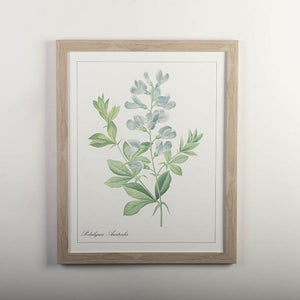framed print with the blue wild indigo plant
