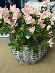 Willow Basket